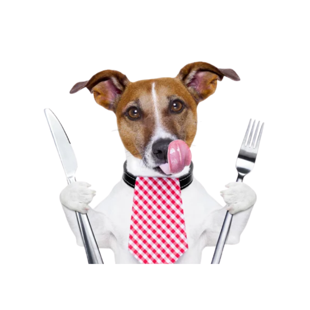 Hora de comer sin ansiedad 🐶